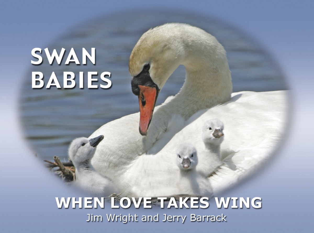 Swan Babies