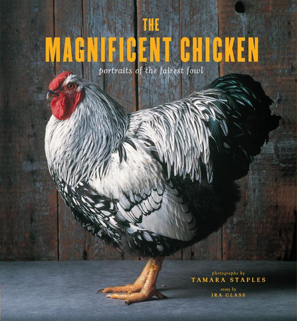 Exhibition: The Magnificent Chicken by Tamara Staples 